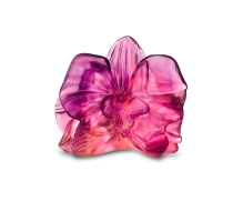 Orchidee