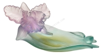 Orchidee