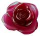 Red flower - Daum